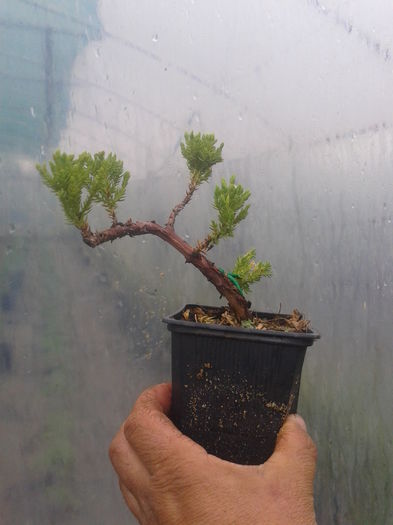 Fotografie0197 - 0 Prebonsai de vanzare