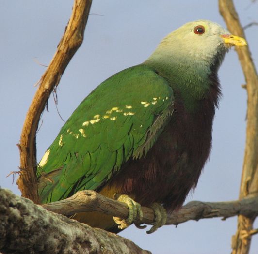 ptilinopus magnificus