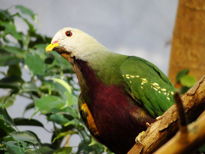 ptilinopus magnificus