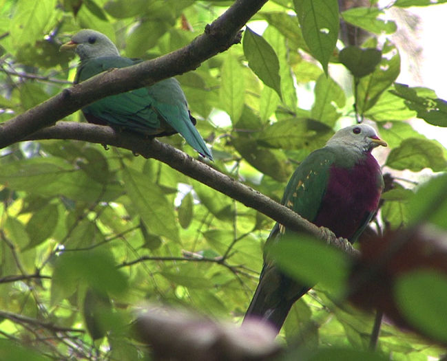 ptilinopus magnificus