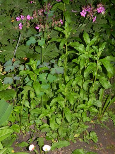 DSCN7607 - 2016 MAI
