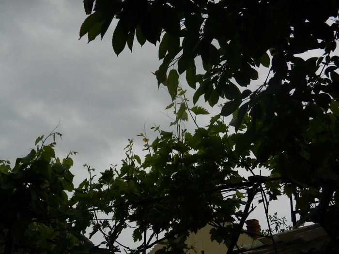 DSCN7614 - 2016 MAI