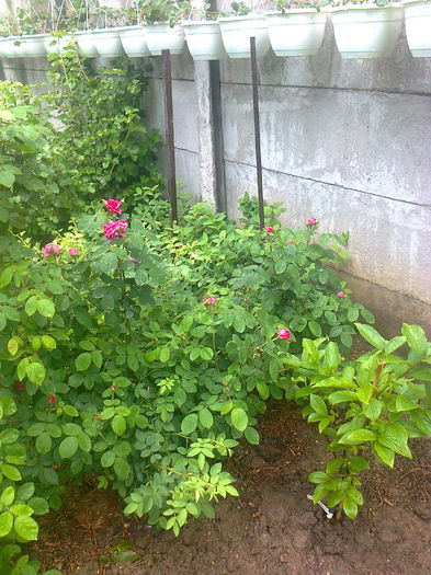 Alti trandafiri de dulceata - Gradina mea