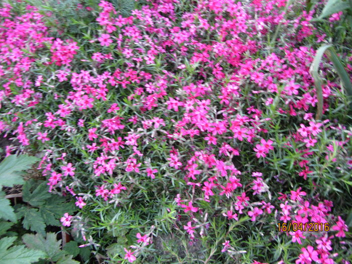 Phlox subulata