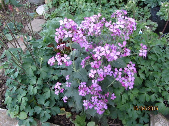 Lunaria