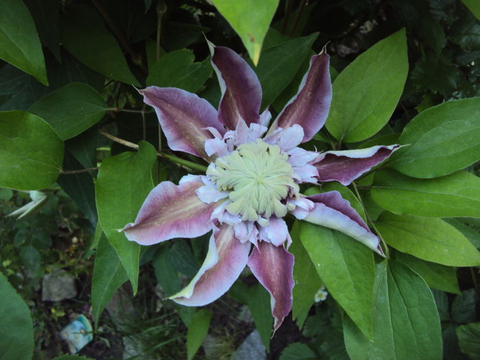 DSC09825 - CLEMATITE