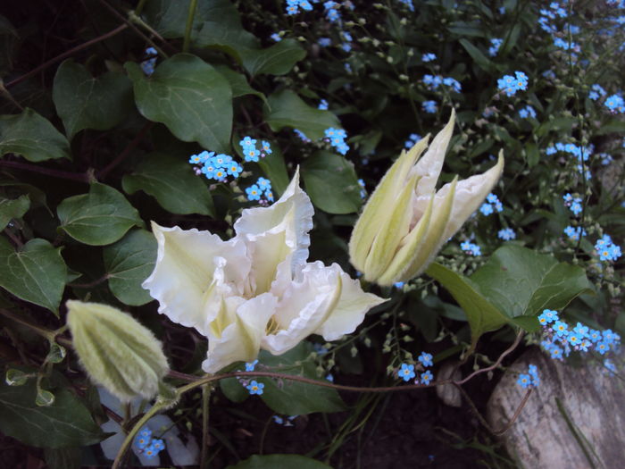 DSC09826 - CLEMATITE