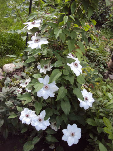 DSC09827 - CLEMATITE