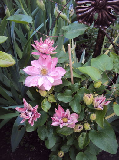 DSC09837 - CLEMATITE