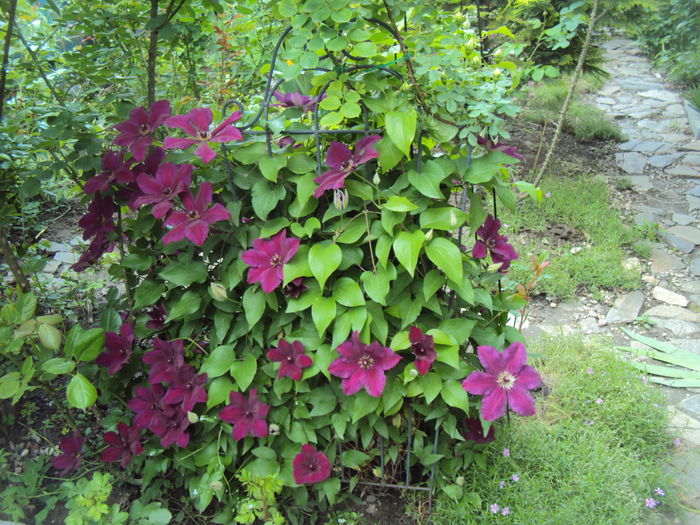 DSC09859 - CLEMATITE