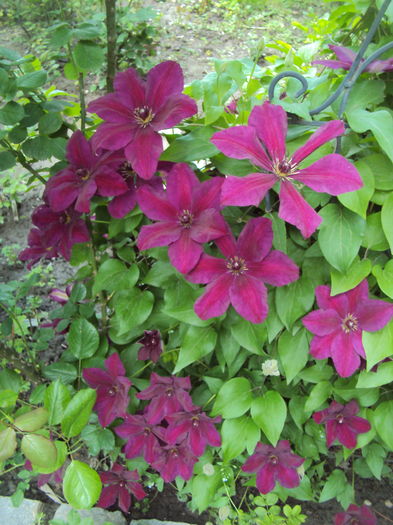 DSC09861 - CLEMATITE