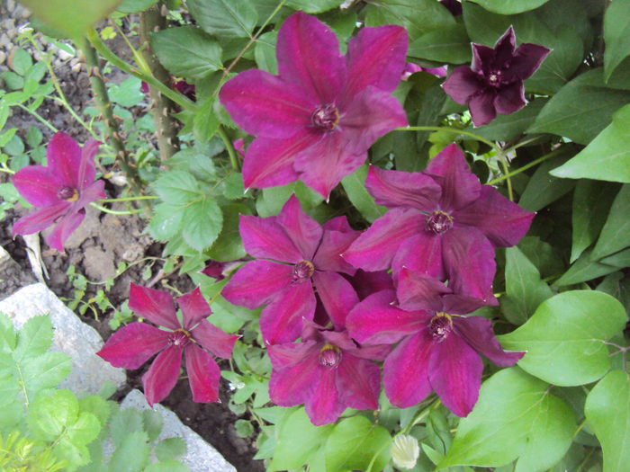 DSC09862 - CLEMATITE