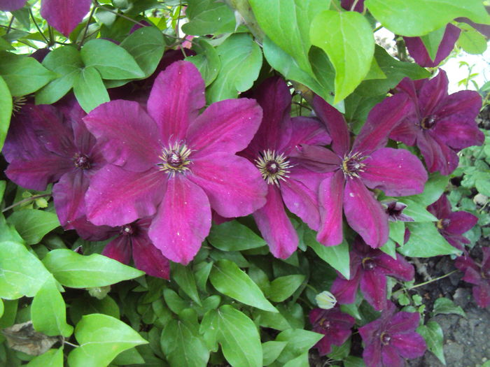 DSC09865 - CLEMATITE