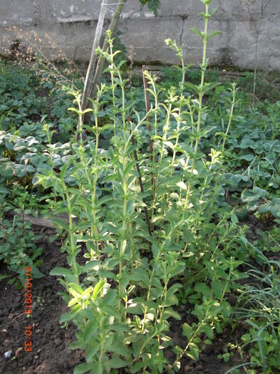 Stevia Reubadiana 3oct