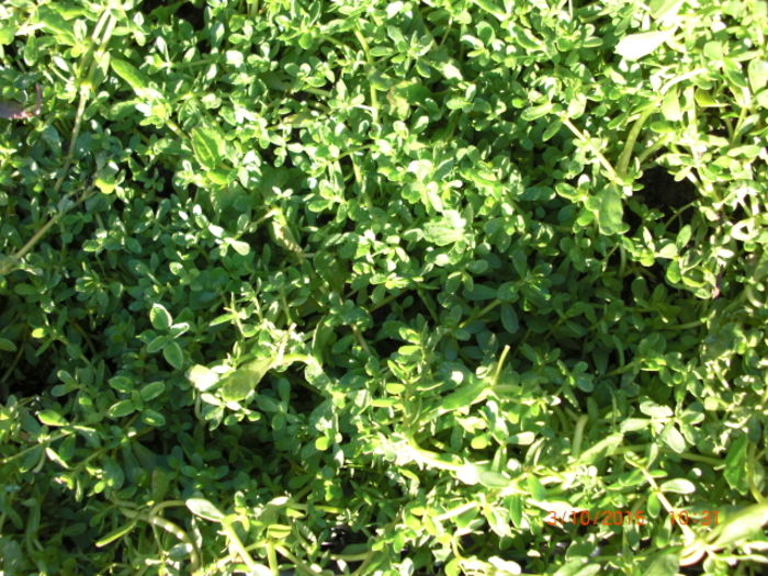 Brahmi 3oct - Gradina Casa si Plante Rare sau Deosebite pentru Sanatate2