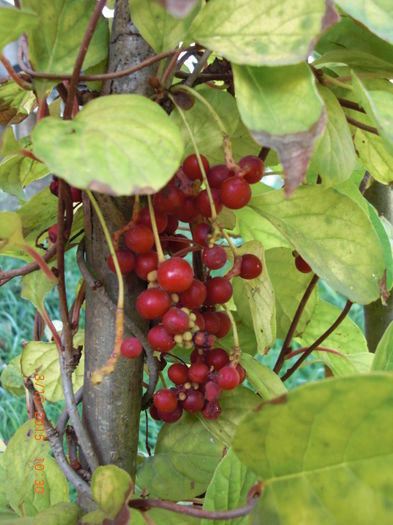 Schisandra 3oct