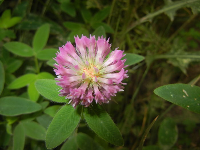 Trifolium pratense (2015, July 01)