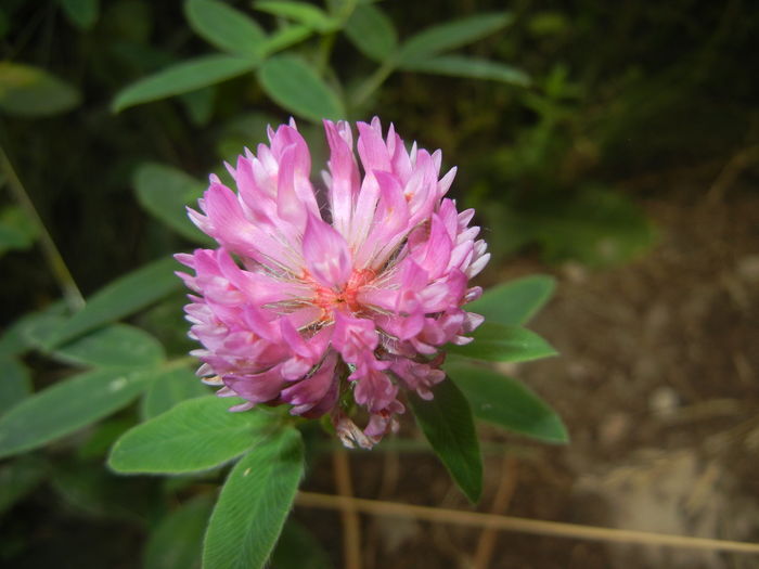 Trifolium pratense (2015, July 01) - Trifolium pratense_Red Clover