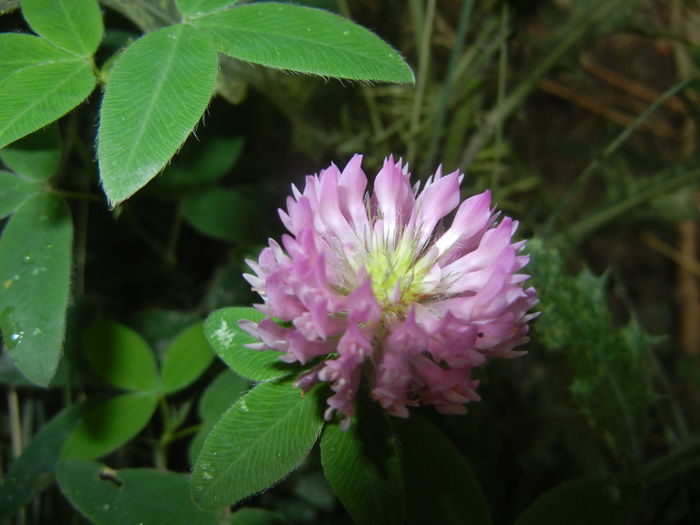 Trifolium pratense (2015, July 10)