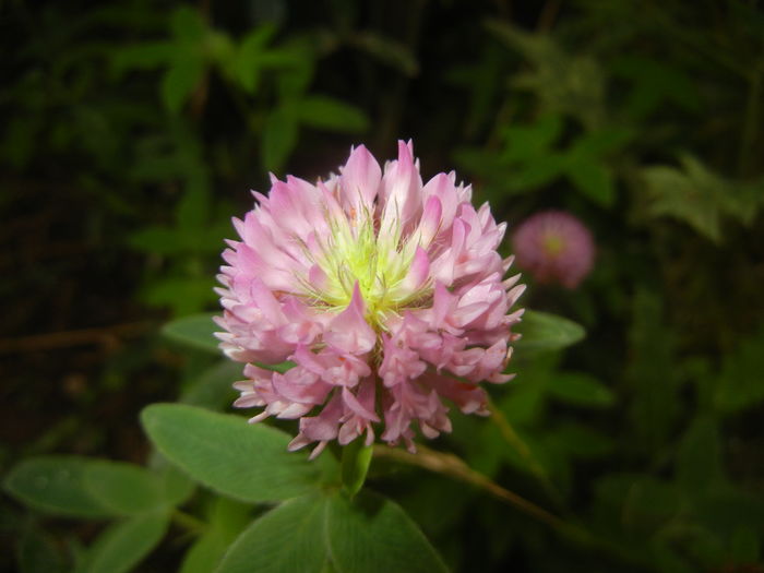 Trifolium pratense (2015, July 10)