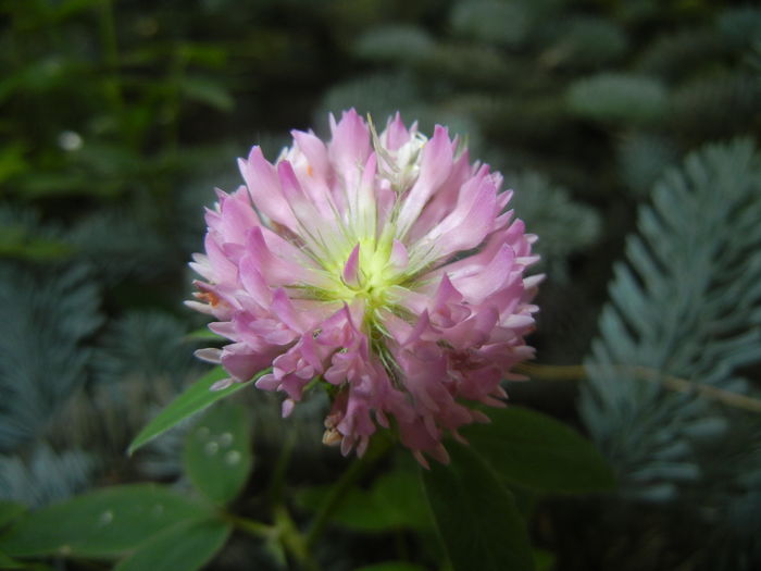 Trifolium pratense (2015, July 10)