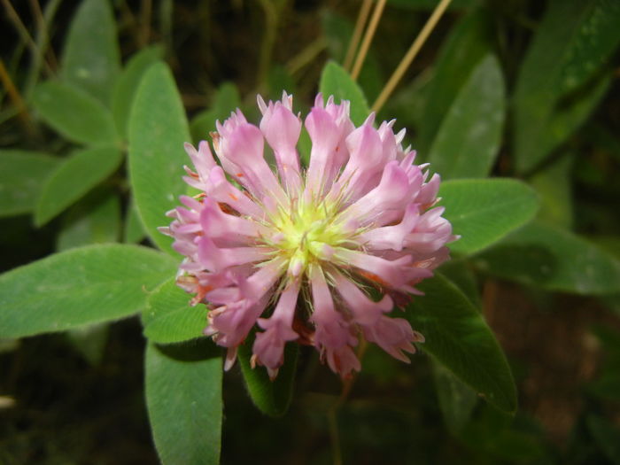 Trifolium pratense (2015, July 10) - Trifolium pratense_Red Clover