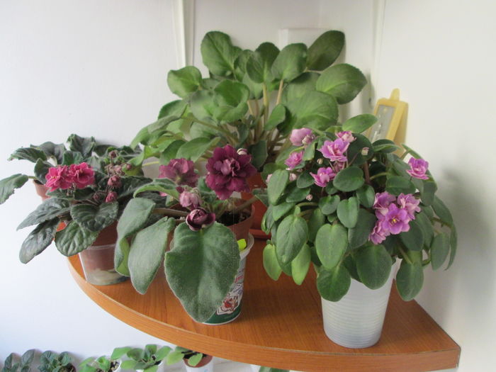 IMG_5015 - GRUP VIOLETE