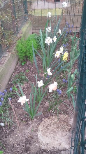 011 - narcisele mele
