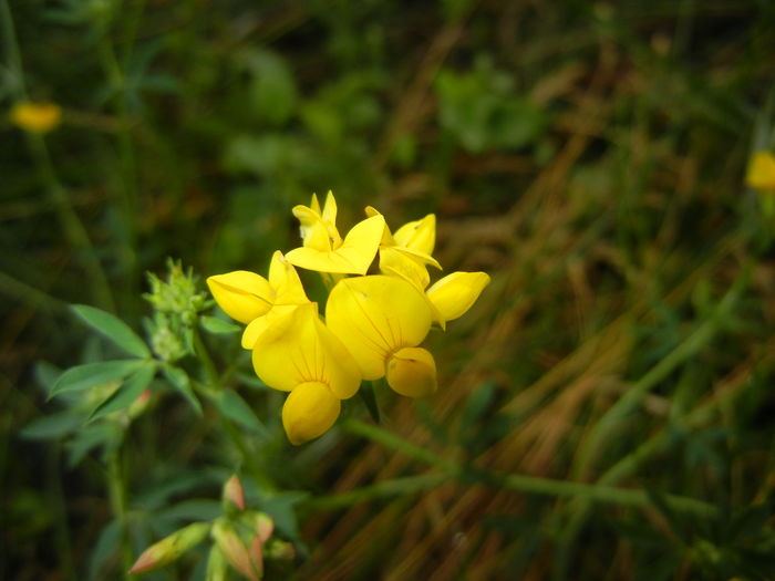 Birds Foot Trefoil (2015, July 05) - Lotus corniculatus