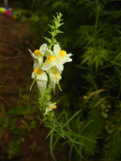 Linaria vulgaris (2015, July 10)