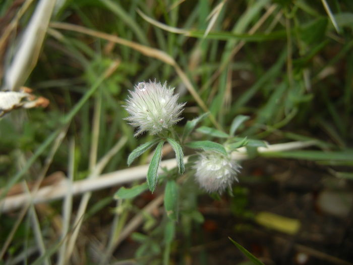 Trifolium arvense (2015, July 10) - Trifolium arvense