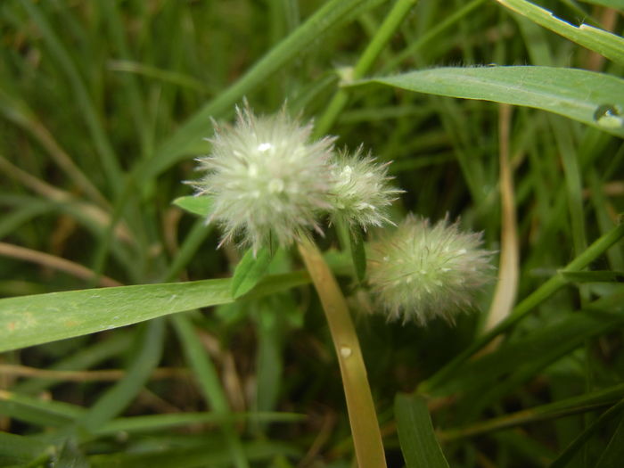 Trifolium arvense (2015, July 10)