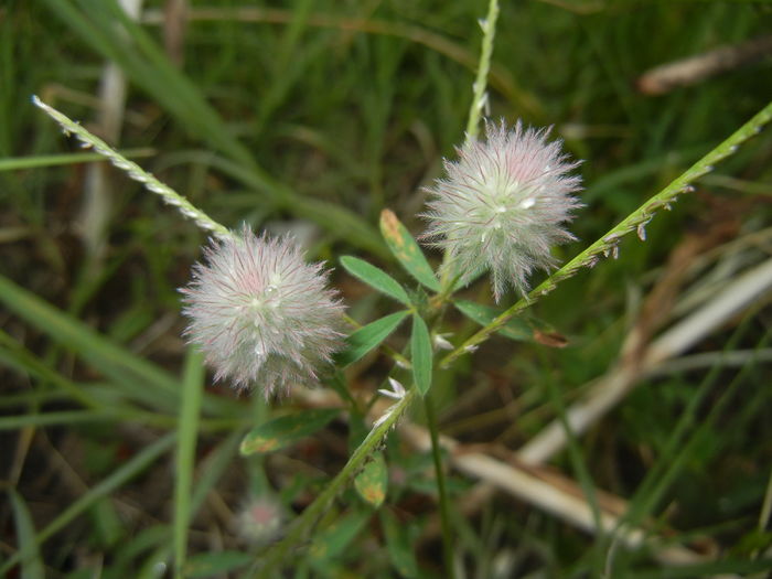 Trifolium arvense (2015, July 10)