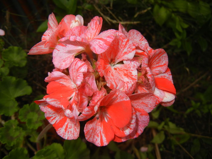 Red & White Geranium (2015, June 27) - ZONAL Geraniums