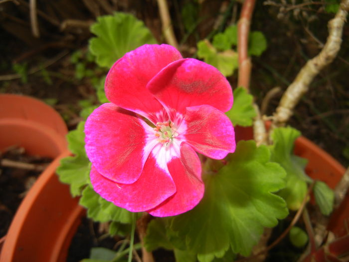Pink geranium (2015, June 27) - ZONAL Geraniums