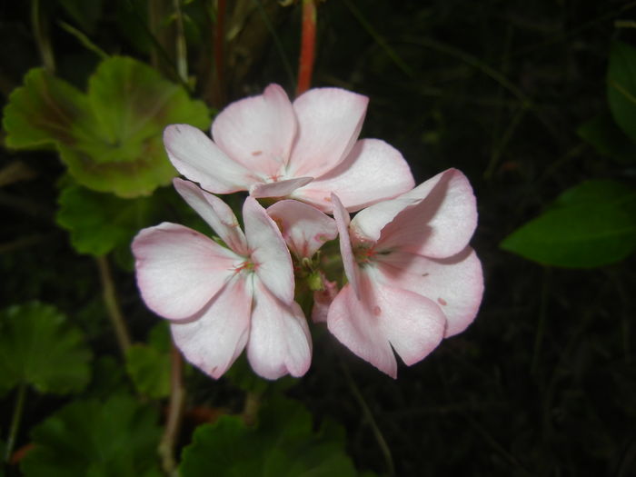 Light Pink geranium (2015, June 29) - ZONAL Geraniums