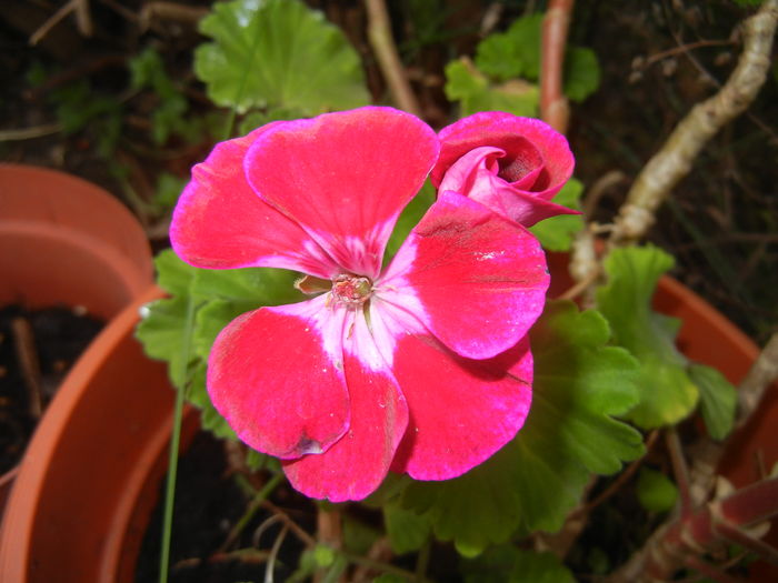 Pink geranium (2015, June 29) - ZONAL Geraniums