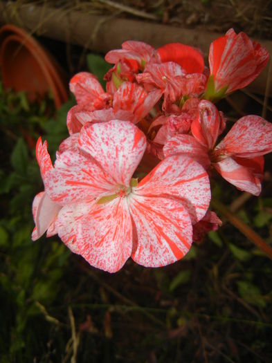 Red & White Geranium (2015, June 29) - ZONAL Geraniums