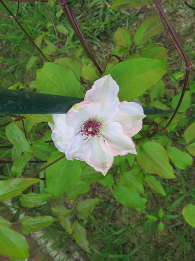 IMG_ (7373) - Clematite 2016