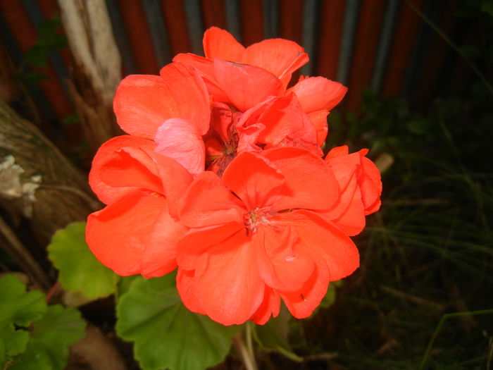 Red Geranium (2015, July 03) - ZONAL Geraniums