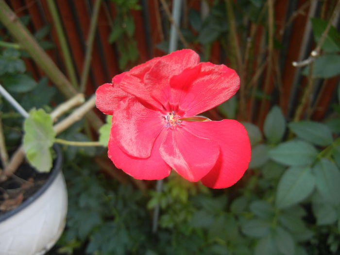 Red Ivy-Geranium (2015, June 23) - IVY-LEAVED Geranium Double