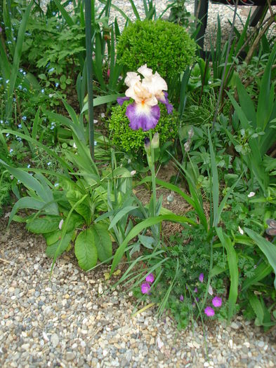 DSC01714 - Gradina 2016