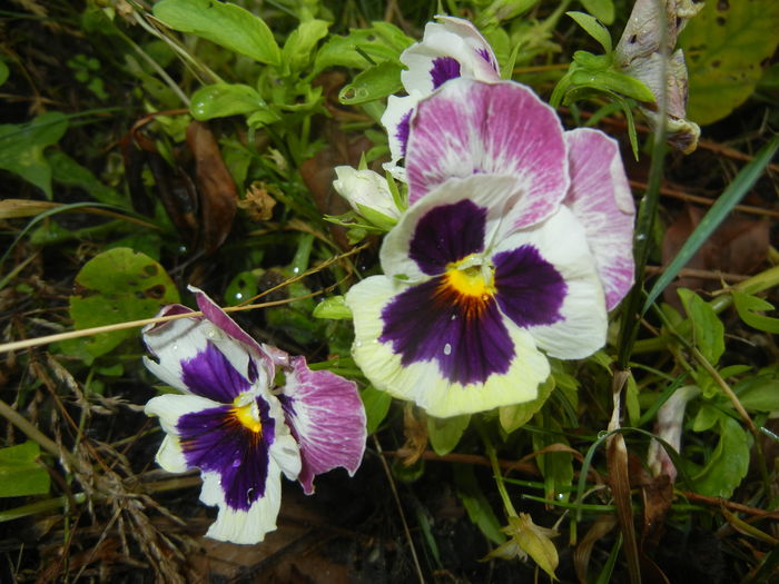 Pansy (2015, July 10)