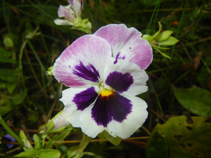 Pansy (2015, July 10) - PANSY_Viola x wittrockiana