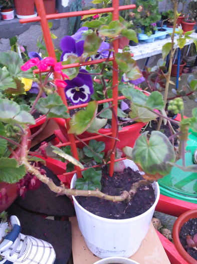 IMG_20160504_195900 - Muscatele mele frumoase 2016