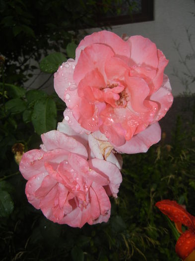 Rose Queen Elisabeth (2015, June 26) - Rose Queen Elisabeth