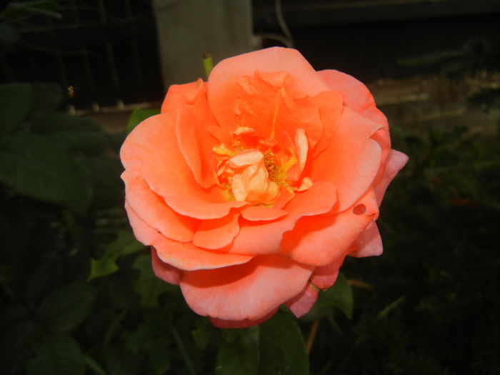 Rose Monica (2015, July 03)