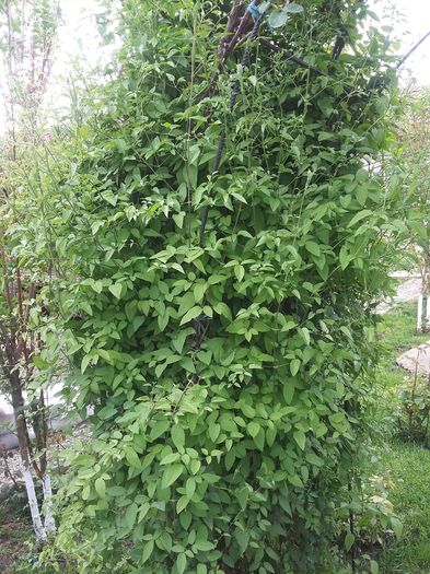 POLISH SPIRIT - 2016 Clematis