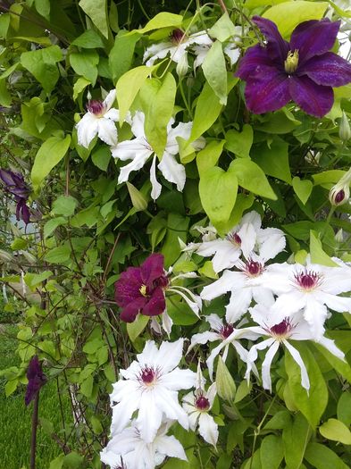 20160505_154318 - 2016 Clematis