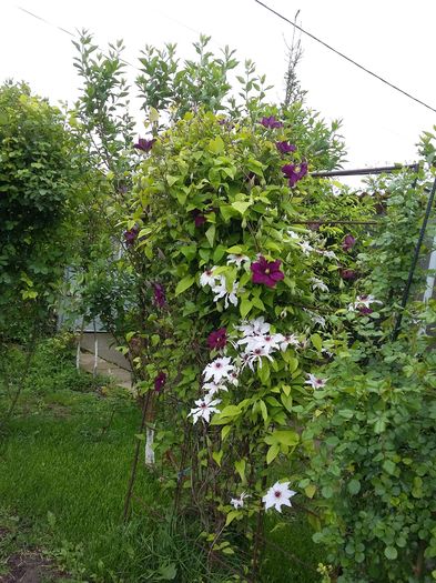 20160505_154337 - 2016 Clematis